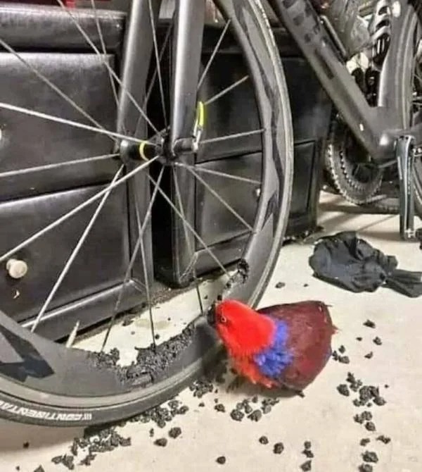 escalated quickly - parrot destroyed bike wheel