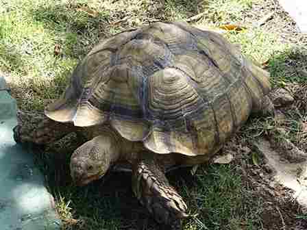 Charles Darwin's personal pet tortoise (Harriet) didn't die until recently at an estimated age of 175 years