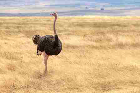 Ostrich farms routinely have difficulties getting male ostriches to breed, because they often find their human caretakers more attractive than female ostriches