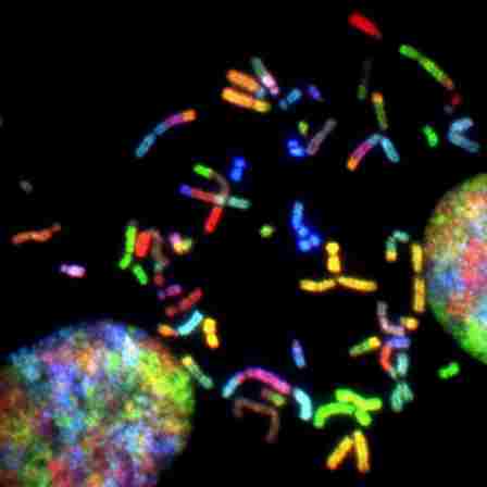 the average Mexican is genetically 50% indigenous with evidence of native ancestry being significantly higher on the X chromosome