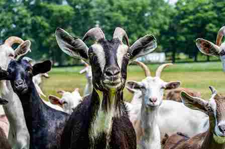 male goats urinate on their heads to smell more attractive to females