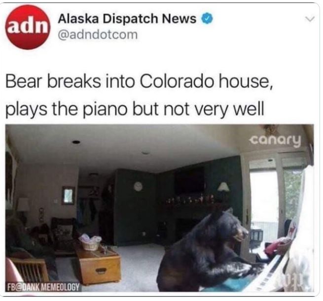 crazy news headlines - video - adn Alaska Dispatch News Bear breaks into Colorado house, plays the piano but not very well Fb Memeology canary