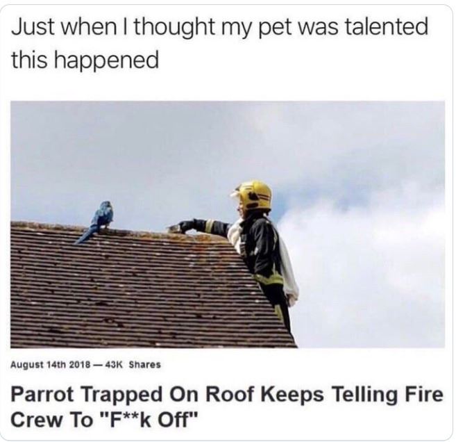 crazy news headlines - roof - Just when I thought my pet was talented this happened August 14th Parrot Trapped On Roof Keeps Telling Fire Crew To "Fk Off"