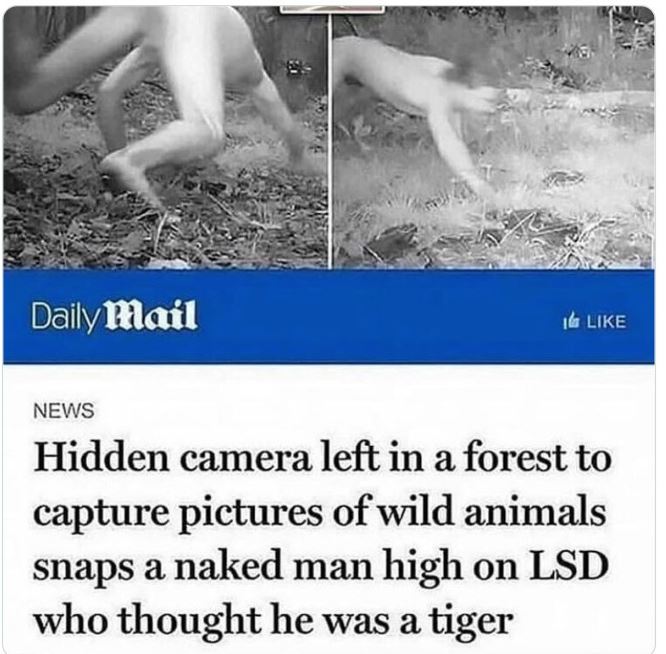 crazy news headlines - water - Daily Mail News Hidden camera left in a forest to capture pictures of wild animals snaps a naked man high on Lsd who thought he was a tiger