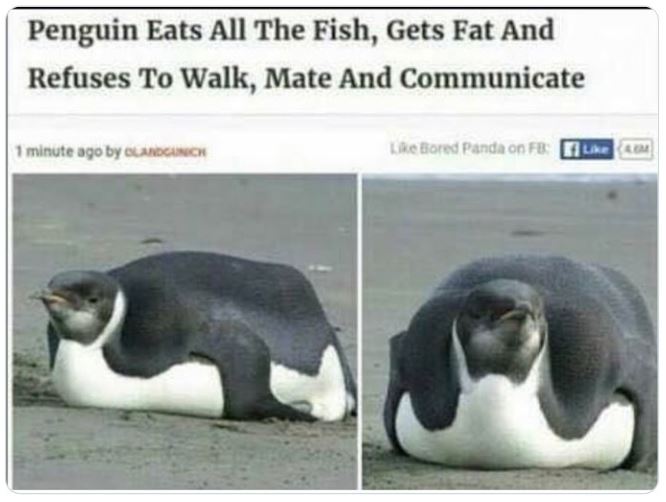 crazy news headlines - Penguin Eats All The Fish, Gets Fat And Refuses To Walk, Mate And Communicate 1 minute ago by Olandgunich Bored Panda on Fb M