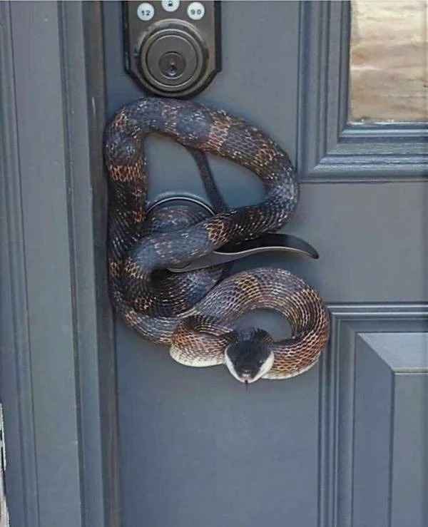 creepy images - security snake
