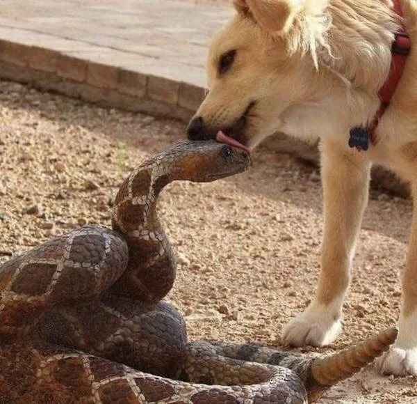creepy images - dog licking rattlesnake