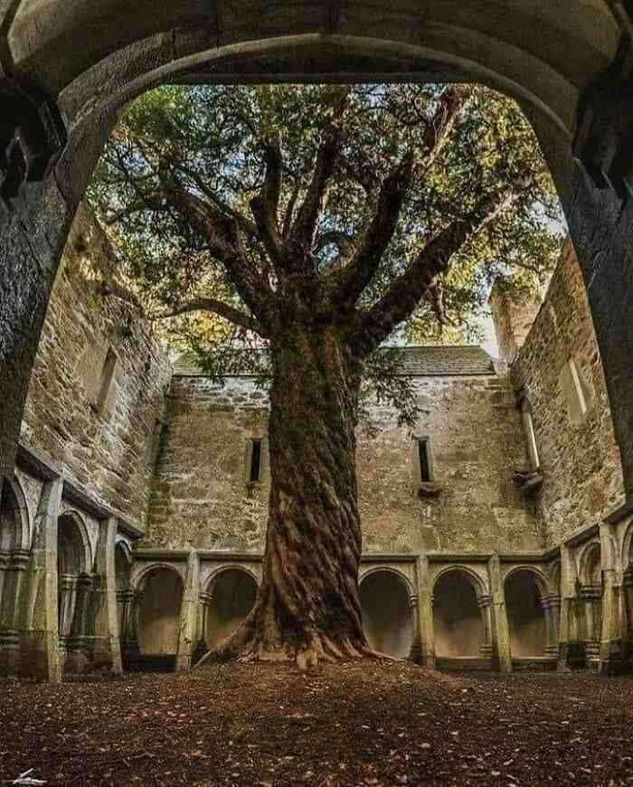 fascinating places - The Beautiful Tree Transforming This Abandoned Place Into A Secret Garden, Ireland