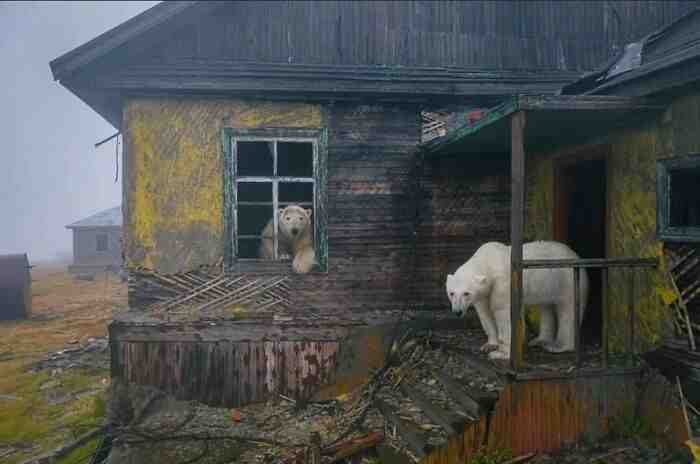 fascinating places - Polar Bears At An Abandoned Soviet Weather Station On Kolyuchin Island, Dmitry Kokh