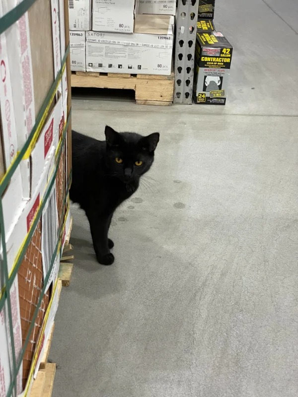 “Found this cat wandering around Lowes (big box home improvement store)”