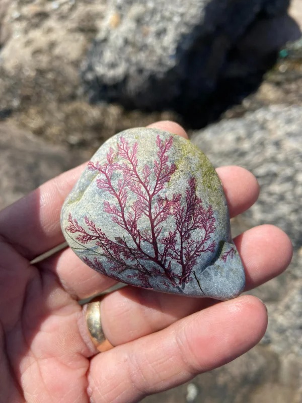 “Found a stone with dried seaweed attached to it.”