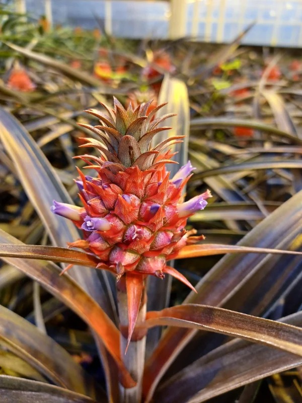 “This is what pineapples look like when they’re flowering.”