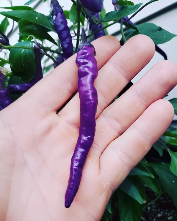 These purple hot peppers