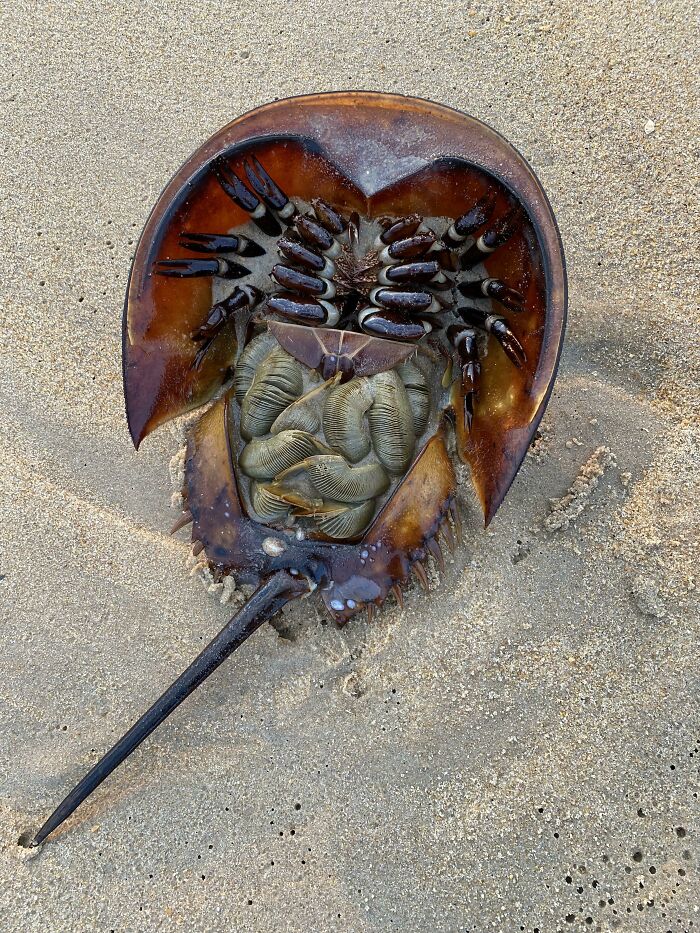 Cool photos from new angles - horseshoe crab underside