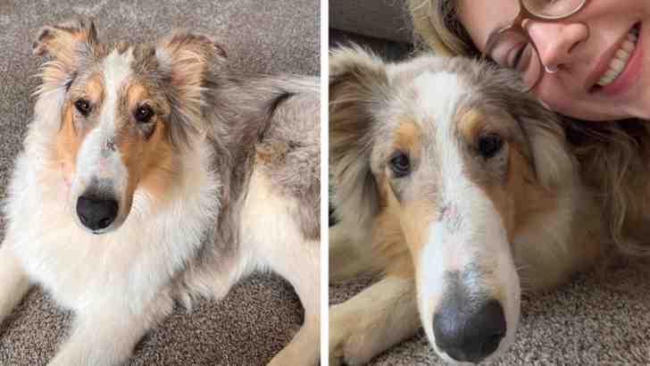 people achieving their dreams - rough collie