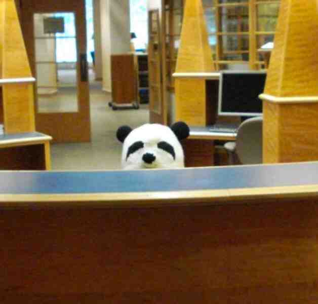 “Sometimes I wear my panda hat to work. This is what it looks like to everyone walking into the library.”