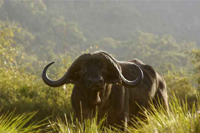 Stupid Things People Overheard - cape buffalo photography