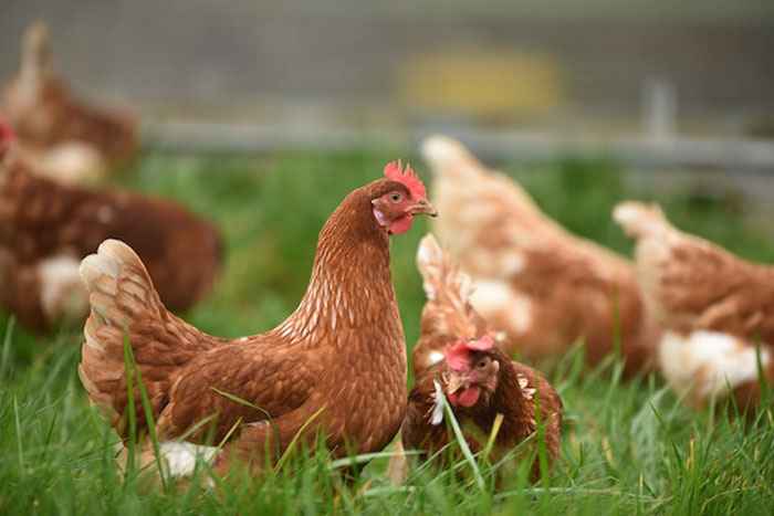 Stupid Things People Overheard - brown hens in farm