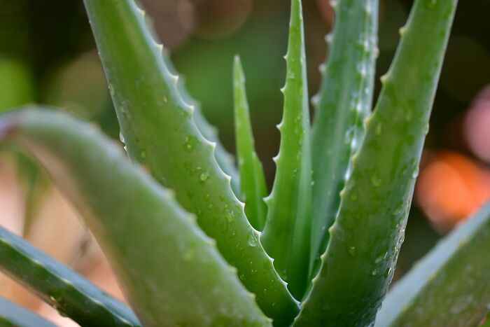 My friend once thought Aloe Vera was some European model who was hired for every cosmetic commercial because they would always say the product name and then “with aloe vera” as they showed models in the back dancing or washing their face or whatever. He thought she was one of them.

I believe the direct quote was something to the effect of “it’s crazy how she gets hired for literally every single commercial”.


This was in like 1995.