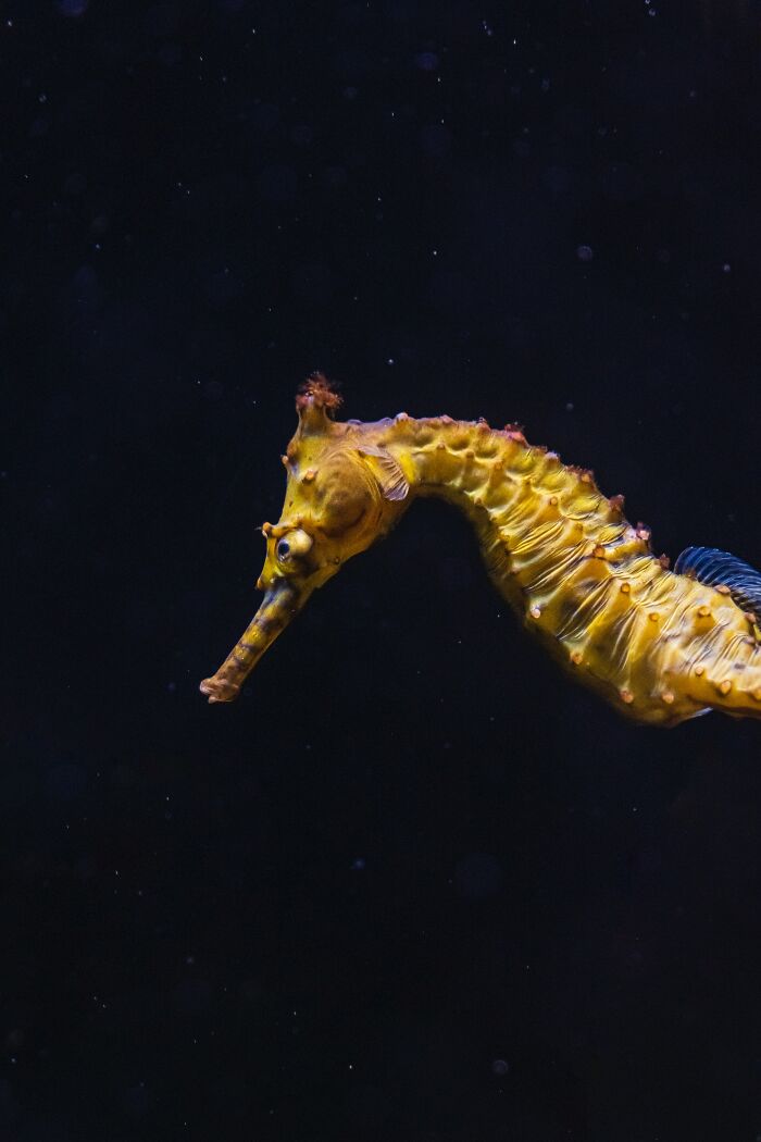 I once heard an argument that went a little like this:

"Stop treating me like I'm stupid!"

"You asked if Seahorses were mammals, Jessica!"

"THEY GIVE LIVE BIRTH."