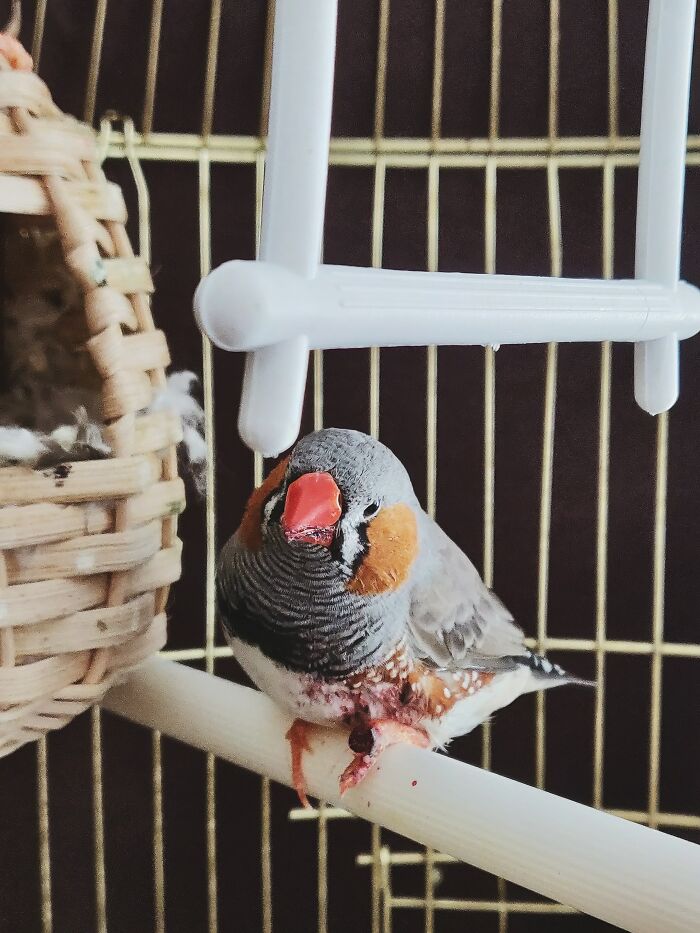 Late to this thread - but for a while I lived next to some Mormon missionaries. Super nice girls. I once apologized to them because my bird was a bit of a squeaker, they told me they didn’t mind.

I was home sick from work one day, and they were singing to my bird through the wall. It was so cute I almost died.