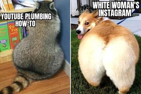 low brow humor and spicy memes - thick animal - Youtube Plumbing HowTo On Ful Fun Flash Canda Wybach Flash Cards White Woman'S Instagram