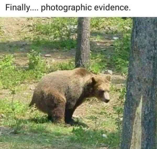 low brow humor and spicy memes - does a bear poop in the woods - Finally.... photographic evidence.