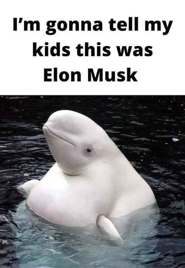 low brow humor and spicy memes - cute beluga whales - I'm gonna tell my kids this was Elon Musk