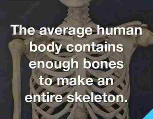 technically correct - average human body contains enough bones to make a skele - The average human body contains enough bones to make an entire skeleton. Ery