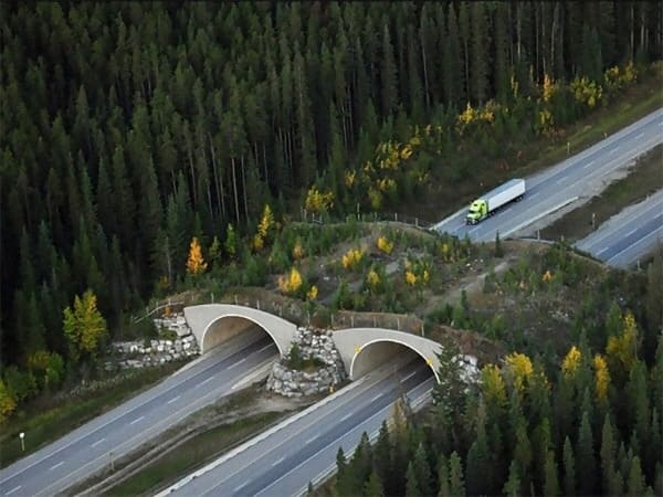 Wildlife Overpass, Trans-Canada Highway, Banff National Park, Canada. The 38 passes and fencing have reduced wildlife-vehicle collisions by more than 80%