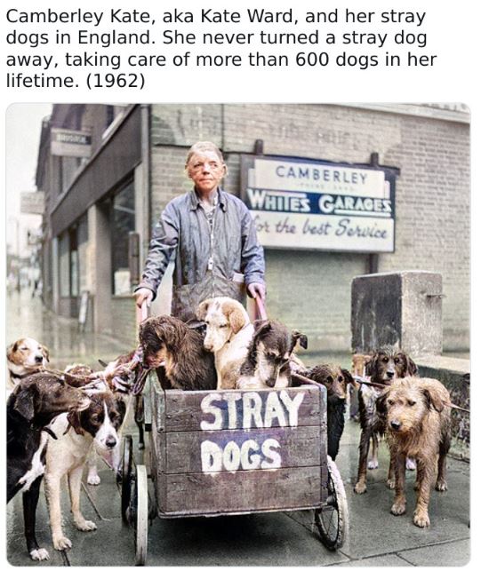 colorized historical photos - dog - Camberley Kate, aka Kate Ward, and her stray dogs in England. She never turned a stray dog away, taking care of more than 600 dogs in her lifetime. 1962 Camberley Whiles Garages for the best Service Stray Dogs