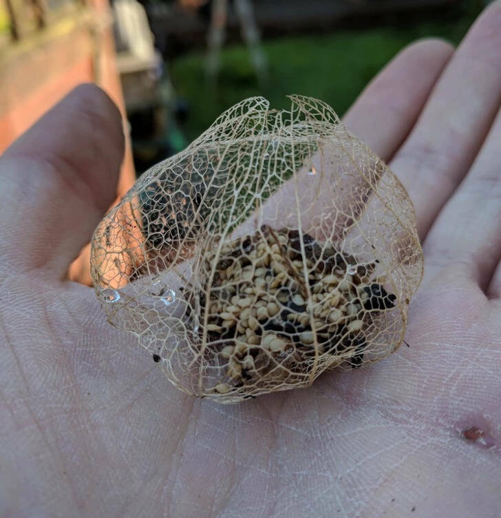 “One of my tomatillos rotted and left a cool cage and some seeds.”