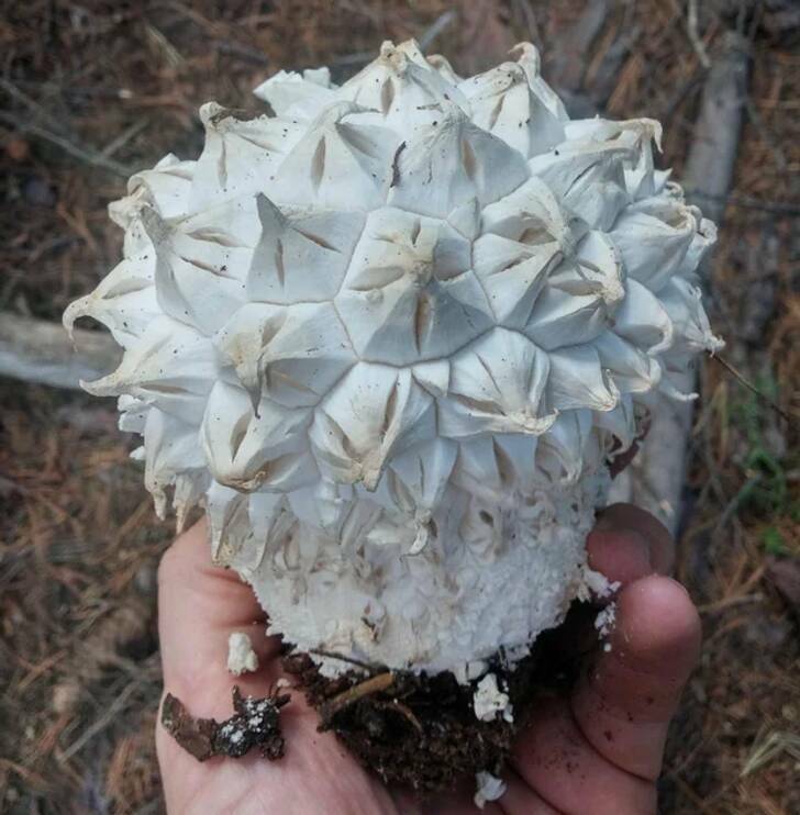 "This mushroom has an unusual shape."