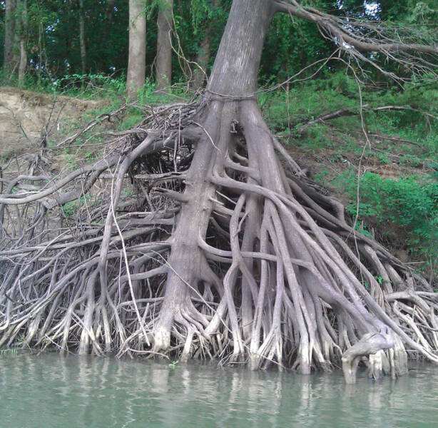 “Another tree’s root structure exposed by a river’s current”