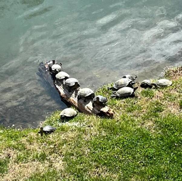 “I put a log in the pond behind my house, and I think it worked.”