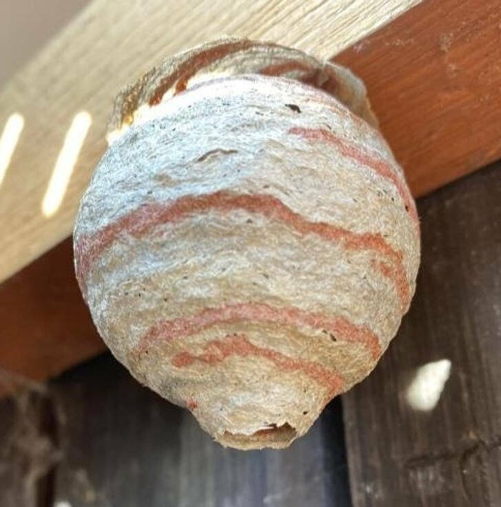 “This wasp nest looks a bit like Jupiter.”