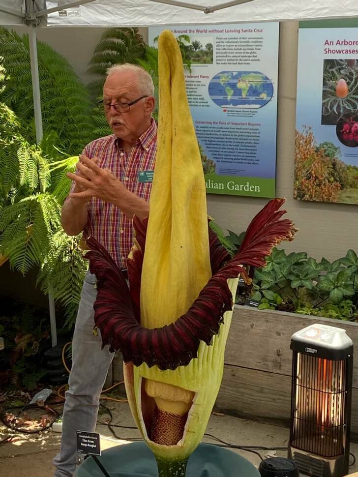 “10 years of waiting, and the UCSC giant corpse flower bloomed today.”