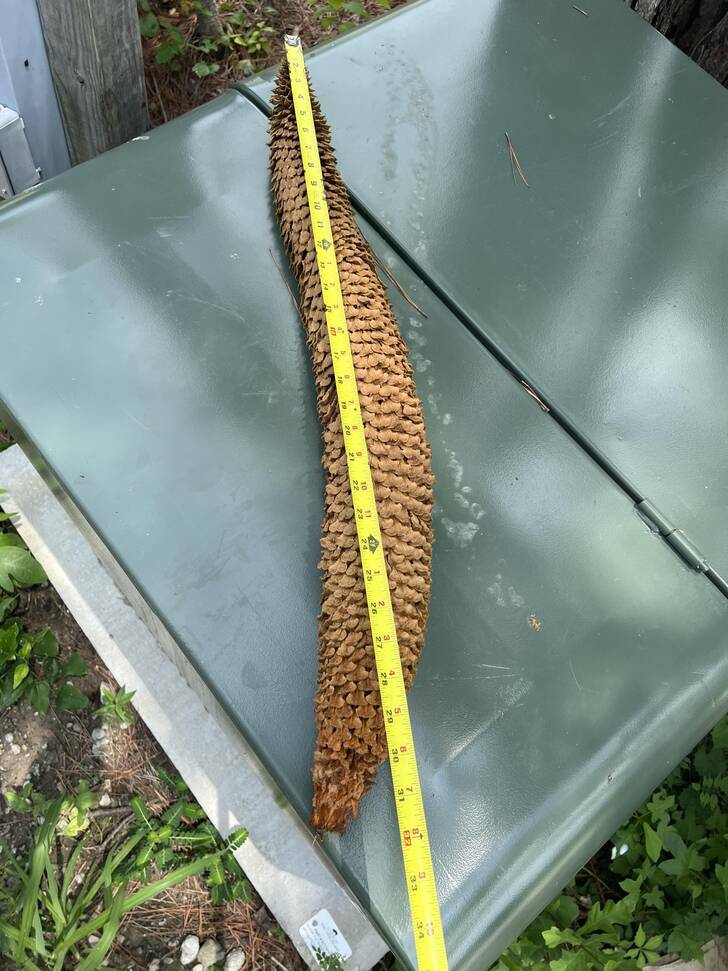 “A giant cone I found today”