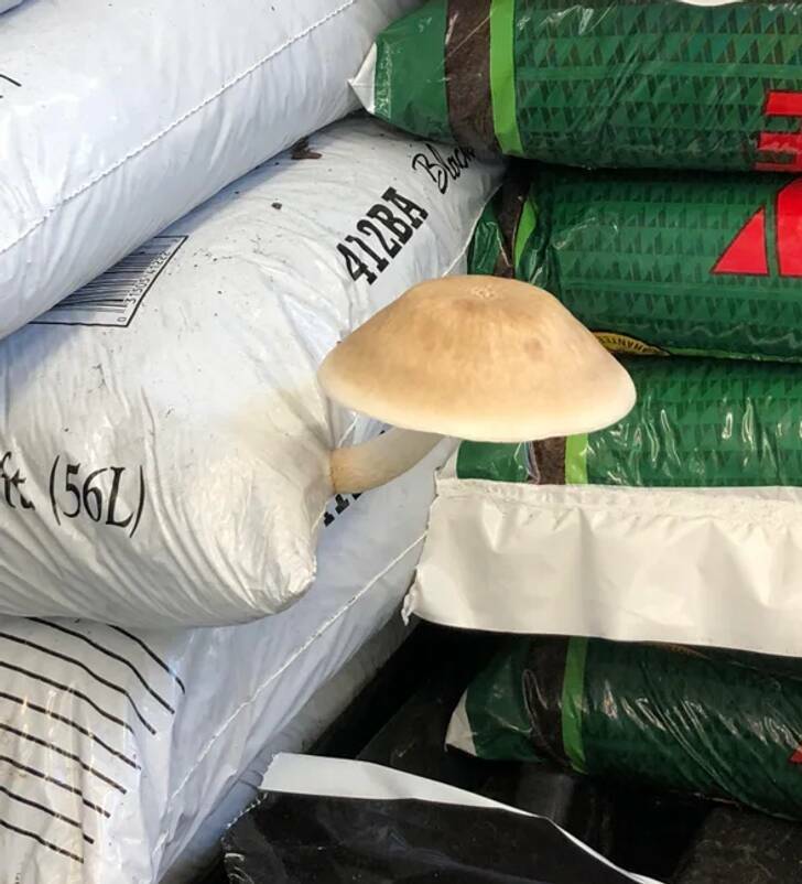 “This mushroom growing out of a bag of mulch at our local hardware store”