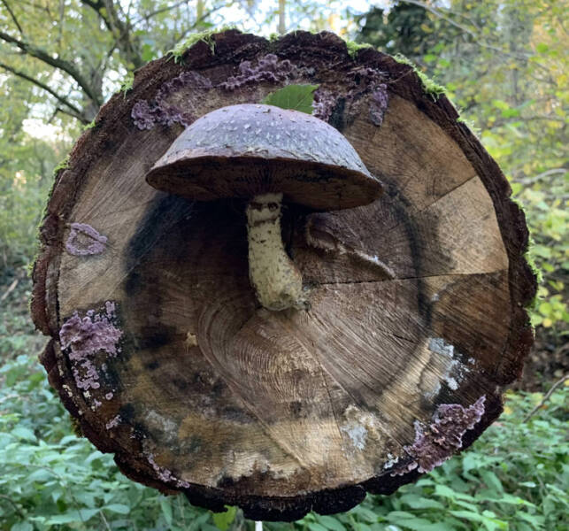 “A mushroom growing on the end of a log”