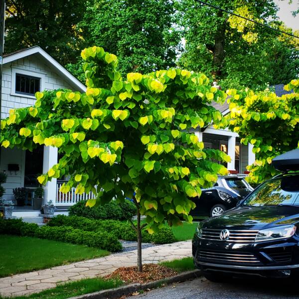 “The way the leaves grow on this tree makes it look blurry.”