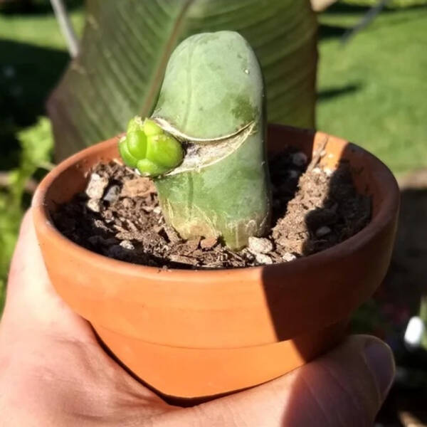 “This cactus growing another cactus”