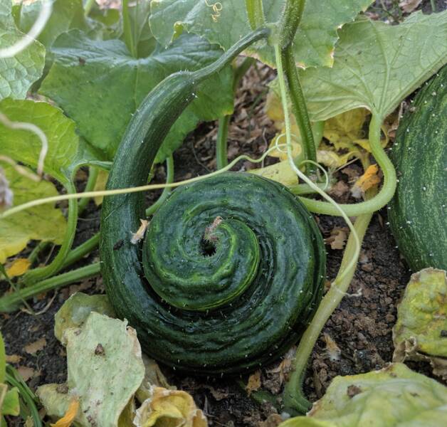 “The shape of this cucumber in my garden”