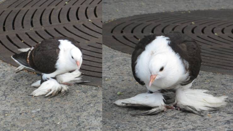 “This pigeon has an extra pair of wings on its feet.”