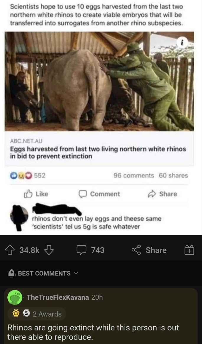 funny comments - horse - Scientists hope to use 10 eggs harvested from the last two northern white rhinos to create viable embryos that will be transferred into surrogates from another rhino subspecies.