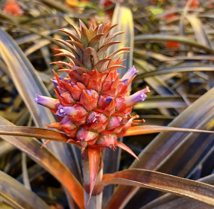 “This is what pineapples look like when they’re flowering.”