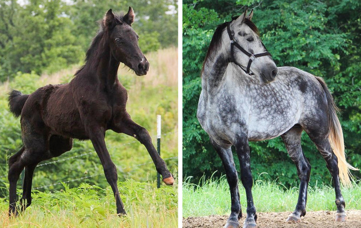 “Stanley, my horse, was born jet black. Slowly, over the years, he’s become gray. He’s the color-changing horse.”