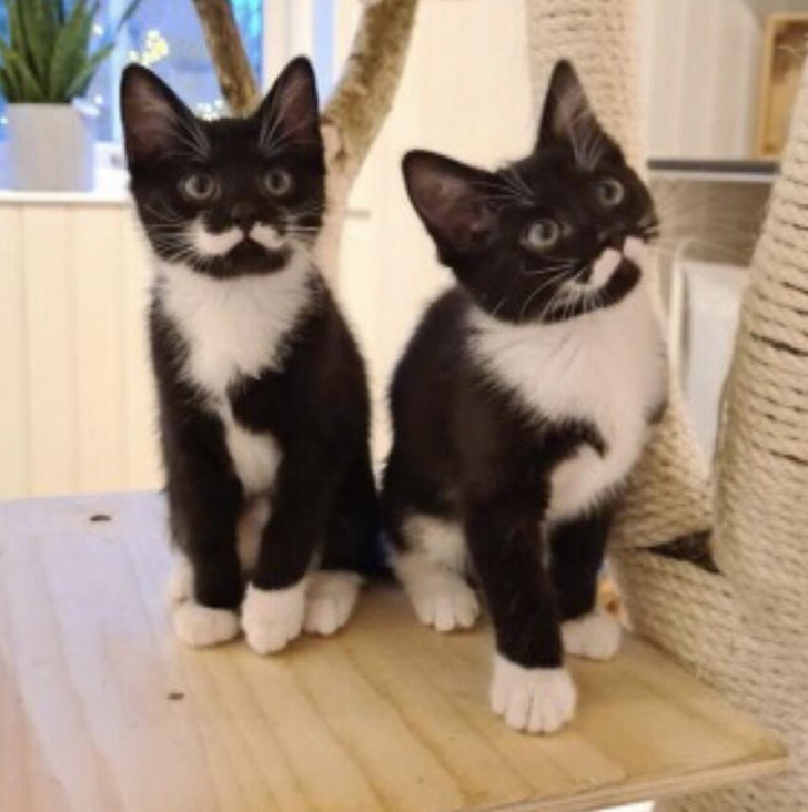 “These kittens with perfect mustache patterns”