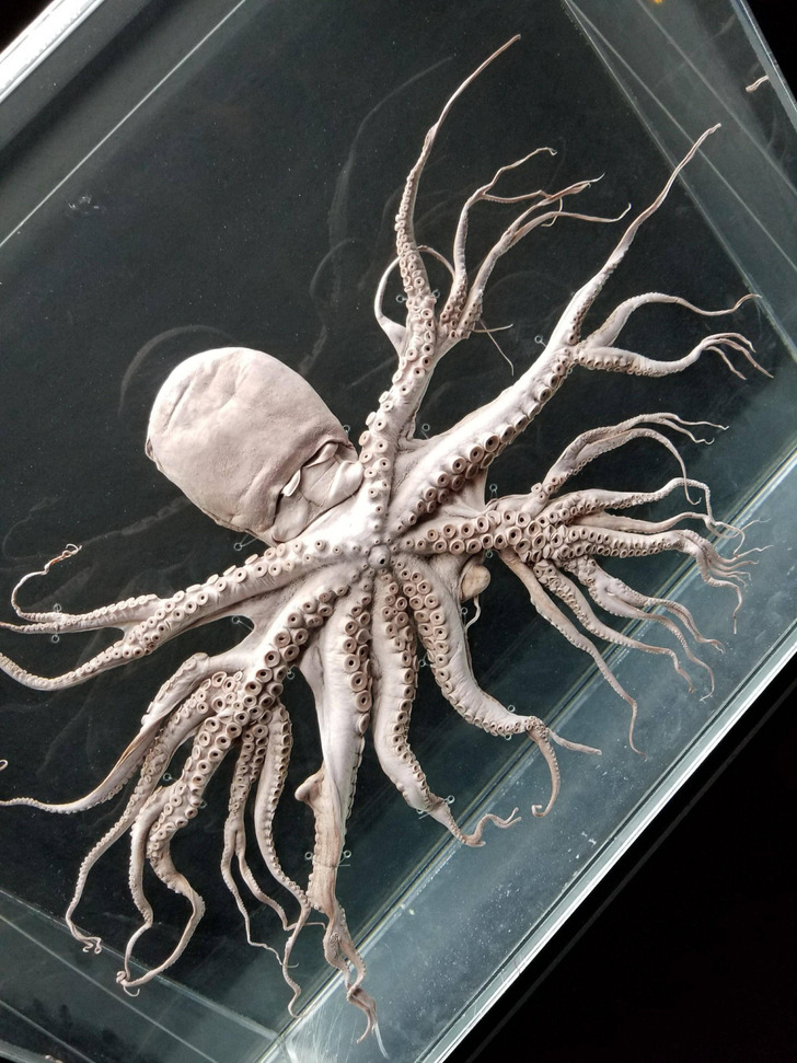 fascinating photos - octopus mutation branching tentacles