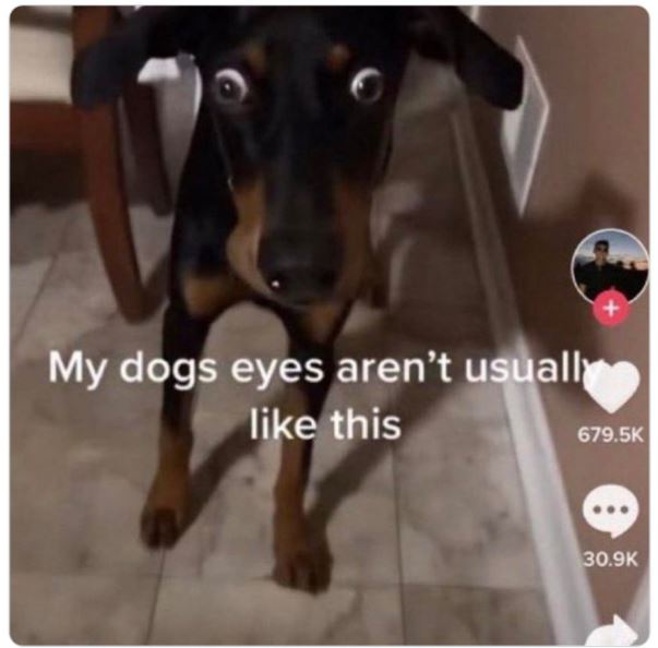 cringe titktok posts - my dogs eyes aren t usually like - My dogs eyes aren't usually this 8